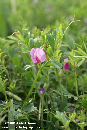 Vicia sativa