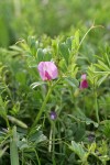 Common Vetch blossom & foliage detail