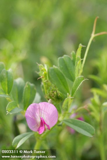 Vicia sativa