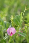 Common Vetch blossom & foliage detail