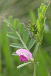 Common Vetch blossom & foliage detail