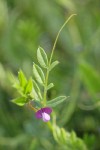 Slender Vetch (Lentil Vetch) blossom & foliage detail