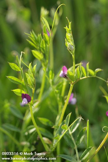 Vicia tetrasperma