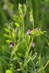 Slender Vetch (Lentil Vetch) blossoms & foliage