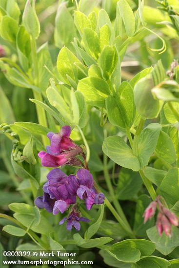 Lathyrus japonicus