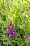 Beach Pea blossoms & foliage