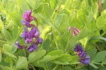 Beach Pea blossoms & foliage