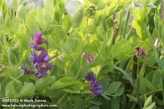 Lathyrus japonicus