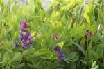 Beach Pea blossoms & foliage