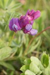 Beach Pea blossoms detail