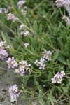 American Searocket blossoms & foliage