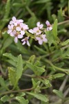 American Searocket blossoms & foliage