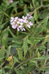 American Searocket blossoms & foliage