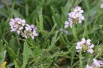 American Searocket blossoms & foliage