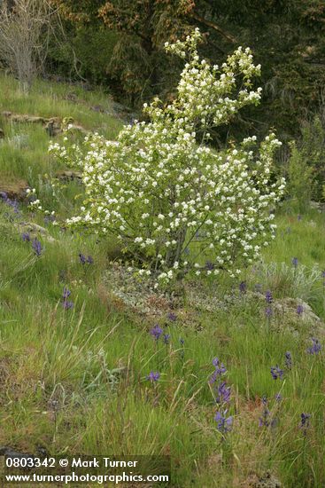 Amelanchier alnifolia; Camassia quamash