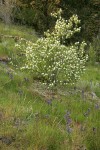 Western Serviceberry w/ Common Camas