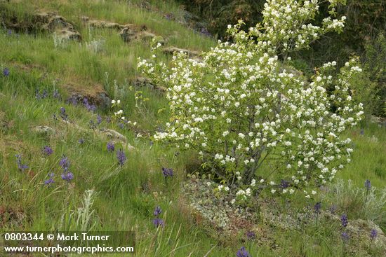 Amelanchier alnifolia; Camassia quamash