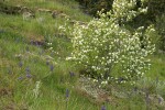 Western Serviceberry w/ Common Camas