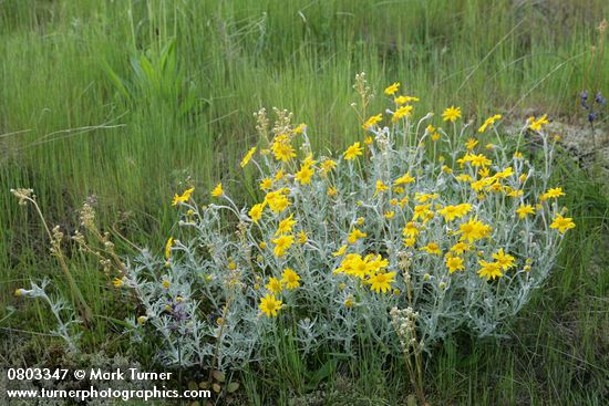 Eriophyllum lanatum