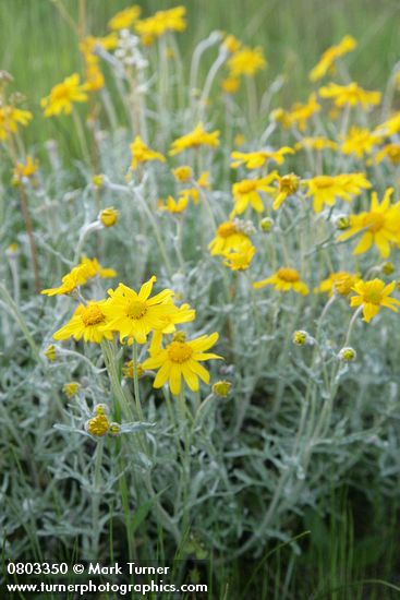 Eriophyllum lanatum