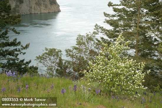 Amelanchier alnifolia; Camassia quamash