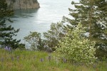 Western Serviceberry w/ Common Camas in meadow w/ Canoe Pass bkgnd