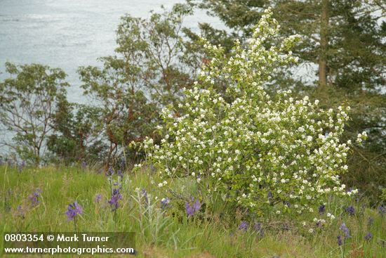 Amelanchier alnifolia; Camassia quamash