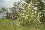 Western Serviceberry w/ Common Camas in meadow w/ Canoe Pass bkgnd