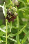 Black Lily blossoms, buds, foliage