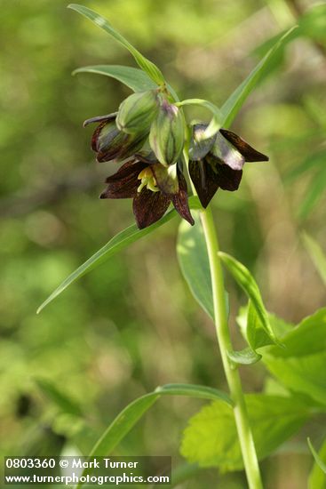 Fritillaria camschatcensis