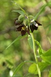 Black Lily blossoms, buds, foliage