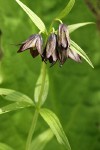 Black Lily blossoms & opening buds