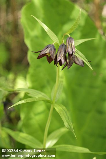 Fritillaria camschatcensis