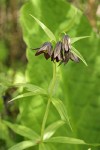 Black Lily w/ Skunk Cabbage leaf soft bkgnd