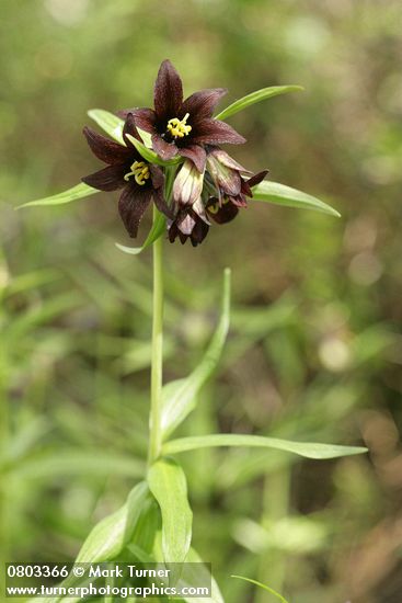 Fritillaria camschatcensis