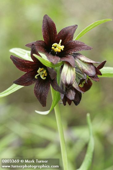 Fritillaria camschatcensis