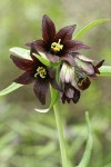 Black Lily blossoms detail