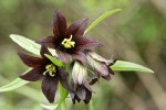 Black Lily blossoms detail