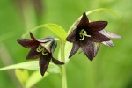 Black Lily blossoms