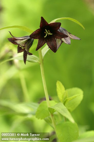 Fritillaria camschatcensis