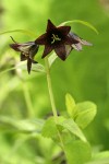 Black Lily blossoms