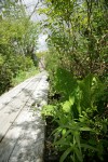 Black Lilies against Skunk Cabbage beside Finn Slough boardwalk