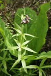 Black Lily against Skunk Cabbage foliage