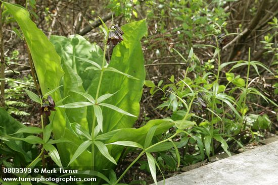 Fritillaria camschatcensis