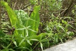 Black Lily against Skunk Cabbage foliage