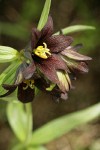 Black Lily blossom detail