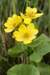 Yellow Marsh Marigold