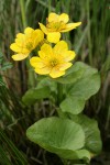 Yellow Marsh Marigold