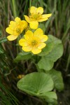 Yellow Marsh Marigold