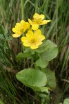 Yellow Marsh Marigold